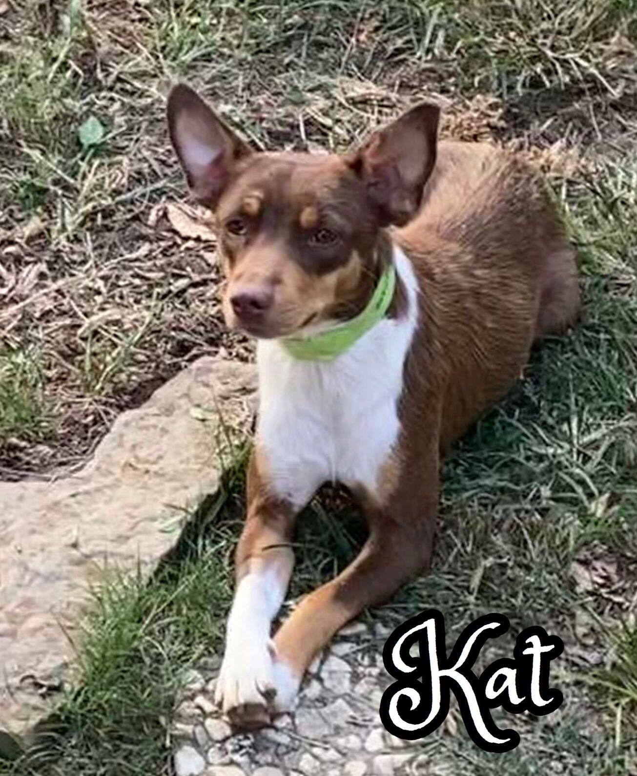 Kat